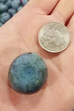 Titan Blueberry - 6 Pack Of 1 Gallon Pots