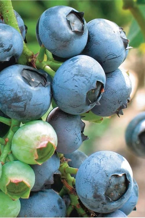 Misty Southern Highbush Blueberry - 3 Gallon Pot