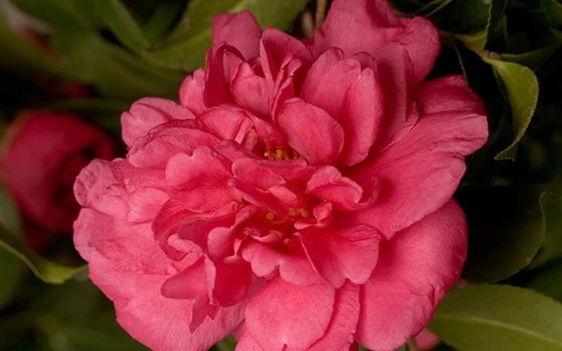 Alabama Beauty Camellia Sasanqua - 2 Gallon Pot - Image 4