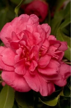 Alabama Beauty Camellia Sasanqua - 3 Gallon Pot