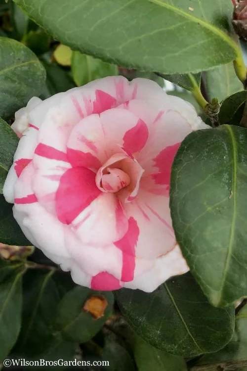 April Dawn Cold Hardy Camellia Japonica - 3 Gallon Pot - Image 7