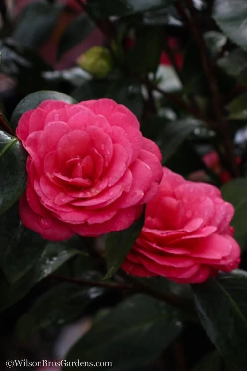 April Dawn Cold Hardy Camellia Japonica - 3 Gallon Pot - Image 6