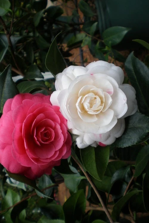 April Dawn Cold Hardy Camellia Japonica - 3 Gallon Pot - Image 4