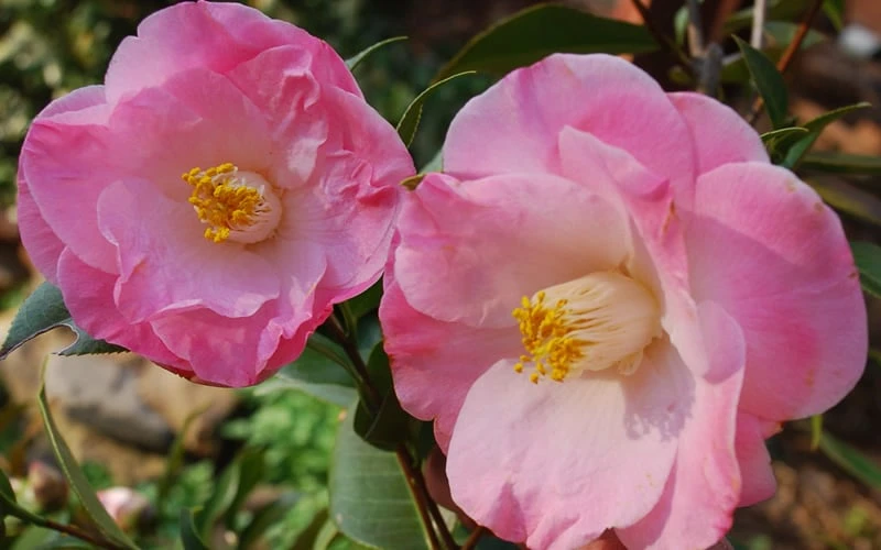 April Remembered Cold Hardy Pink Camellia Japonica - 3 Gallon Pot - Image 4