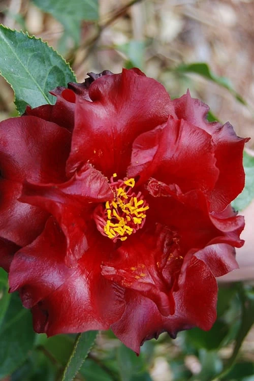 Black Magic Camellia Japonica - 7 Gallon Pot (2-3') - Image 4