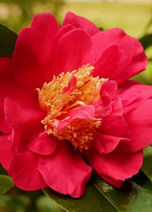 Blood Of China Fragrant Red Camellia Japonica - 3 Gallon Pot - Image 4