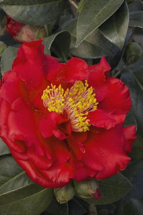 Bob Hope Camellia Japonica - 3 Gallon Pot - Image 4