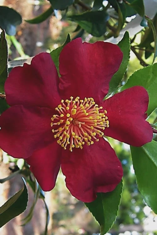 October Magic Crimson 'N Clover Camellia - 3 Gallon Pot - Image 4