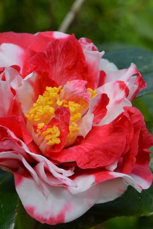 Sacred Dance Camellia Japonica 'Daikagura' - 1 Gallon Pot