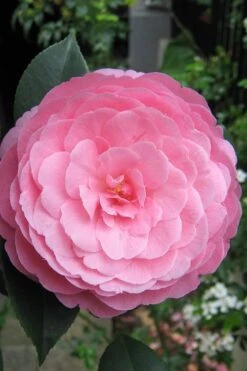 E.G. Waterhouse Camellia - Williamsii Hybrid - 1 Gallon Pot