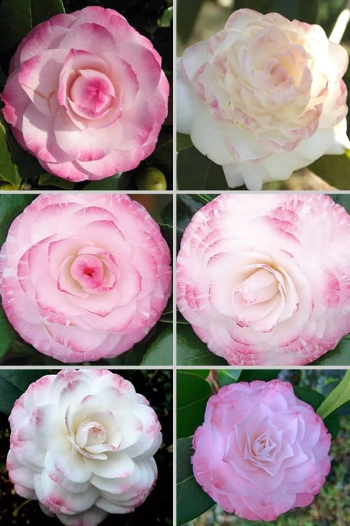 Grace Albritton Camellia Japonica - 1 Gallon Pot - Image 4