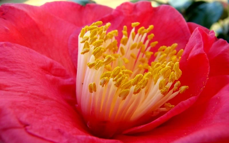 Gunsmoke Camellia Japonica - 3 Gallon Pot - Image 4