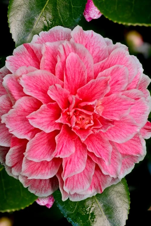 Brilliant Gem Fragrant Camellia Japonica 'Herme' - 1 Gallon Pot - Image 6