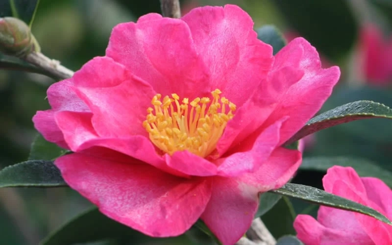 Kanjiro Camellia Sasanqua - 7 Gallon Pot (4-5') - Image 4