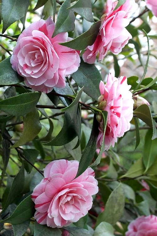 LA Peppermint Camellia Japonica - 3 Gallon Pot - Image 6