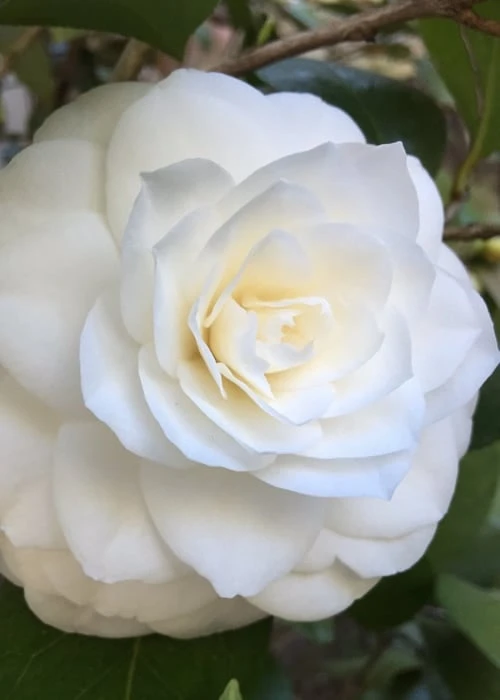 Nuccio's Gem Camellia Japonica - 3 Gallon Pot - Image 4