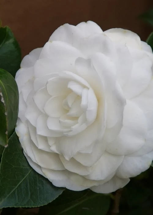 Nuccio's Gem Camellia Japonica - 3 Gallon Pot - Image 6