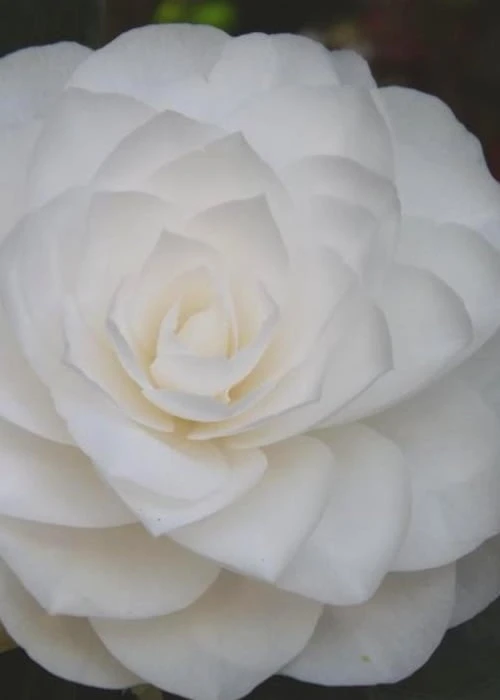 Nuccio's Gem Camellia Japonica - 3 Gallon Pot - Image 5