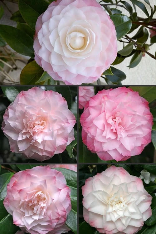 Nuccio's Pearl Camellia Japonica - 3 Gallon Pot - Image 4