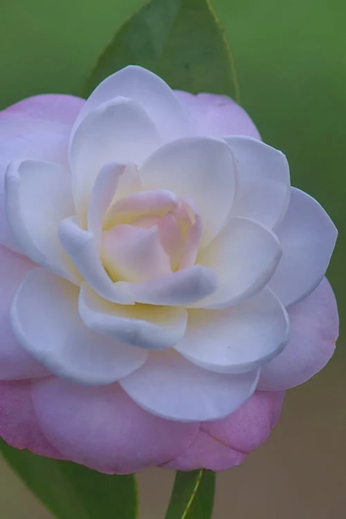 October Affair Camellia Japonica - 3 Gallon Pot - Image 5