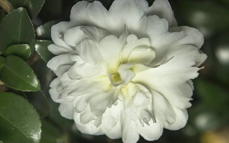 October Magic Ivory Camellia - 2 Gallon Pot - Image 4