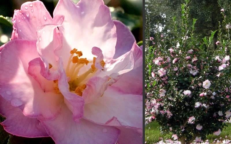 October Magic Orchid Camellia - 7 Gallon Pot - Image 4