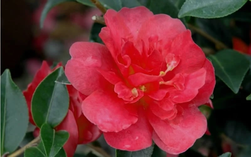 October Magic Rose Camellia - 2 Gallon Pot - Image 4