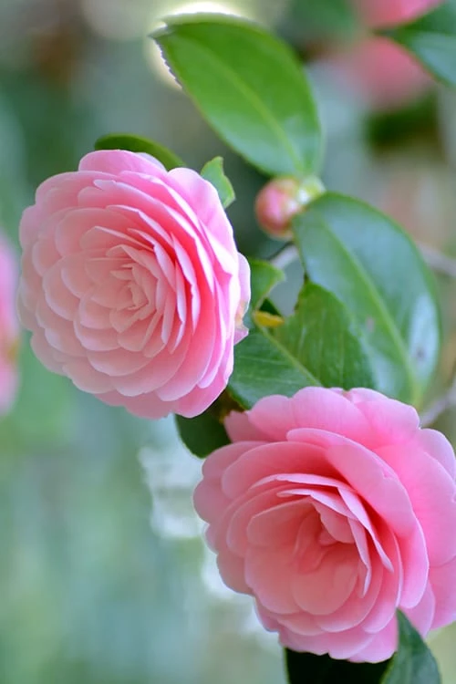 Otome Pink Camellia Japonica - 1 Gallon Pot - Image 5