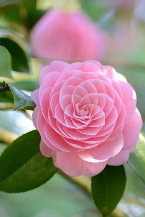 Otome Pink Camellia Japonica - 1 Gallon Pot - Image 4
