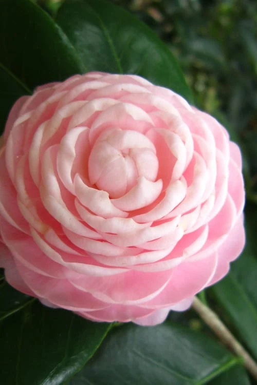 Pink Perfection Camellia Japonica - 7 Gallon Pot (3-4') - Image 4