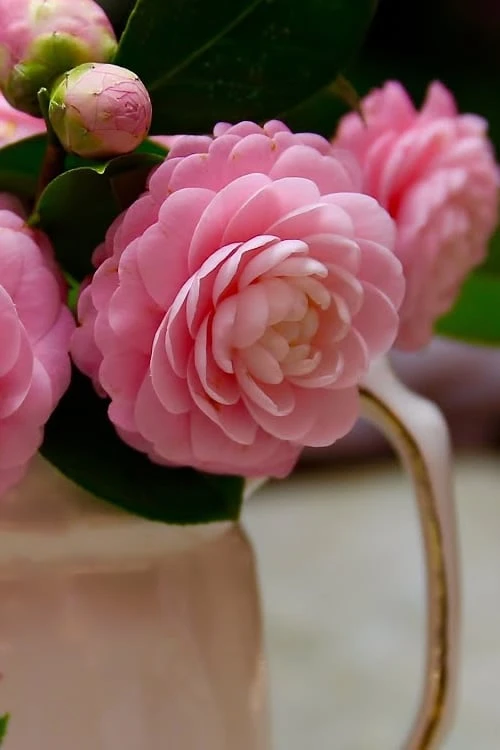 Pink Perfection Camellia Japonica - 7 Gallon Pot (3-4') - Image 5
