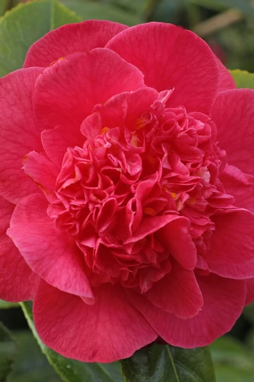 Red Fellow Camellia Japonica - 1 Gallon Pot - Image 4