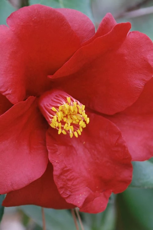 Royal Velvet Red Camellia Japonica - 7 Gallon Pot - Image 5