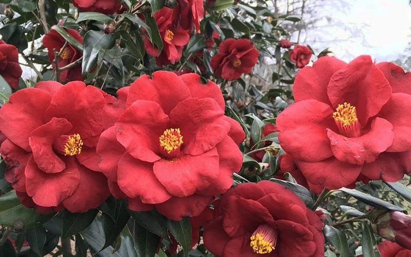 Royal Velvet Red Camellia Japonica - 7 Gallon Pot - Image 4