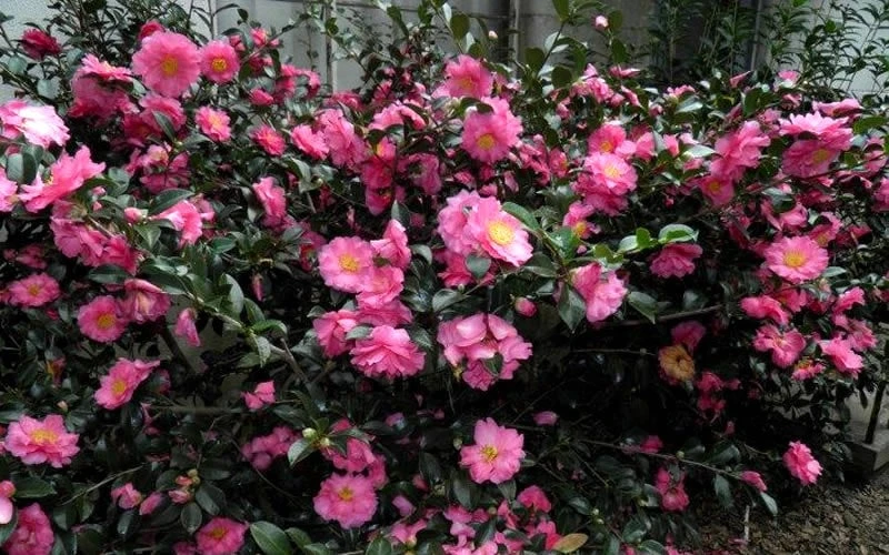 Shishi Gashira Dwarf Camellia Sasanqua - 6 Pack Of 1 Gallon Pots - Image 8