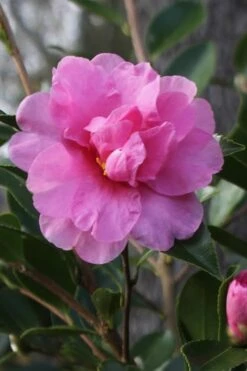 Showa No Sakae Dwarf Camellia Sasanqua - 3 Gallon Pot