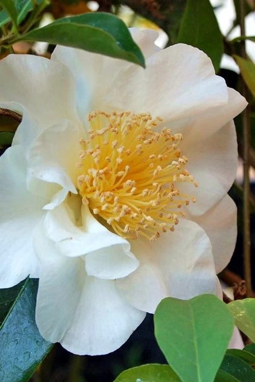 Silver Waves Camellia Japonica - 1 Gallon Pot - Image 5