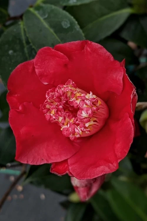 Tama Electra Camellia Japonica - 1 Gallon Pot - Image 4