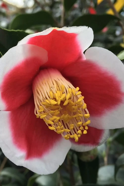 Tama No Ura Weeping Camellia Japonica - 3 Gallon Pot - Image 5