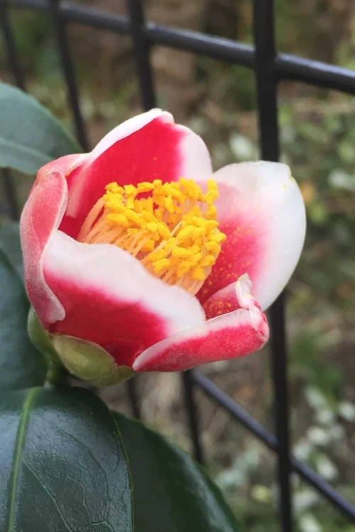 Tama No Ura Weeping Camellia Japonica - 3 Gallon Pot - Image 7