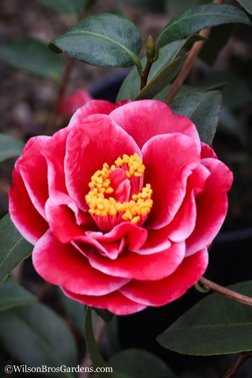 Tama Vino Camellia Japonica - 3 Gallon Pot - Image 6