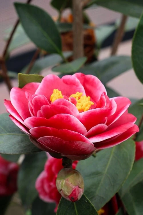 Tama Vino Camellia Japonica - 3 Gallon Pot - Image 5