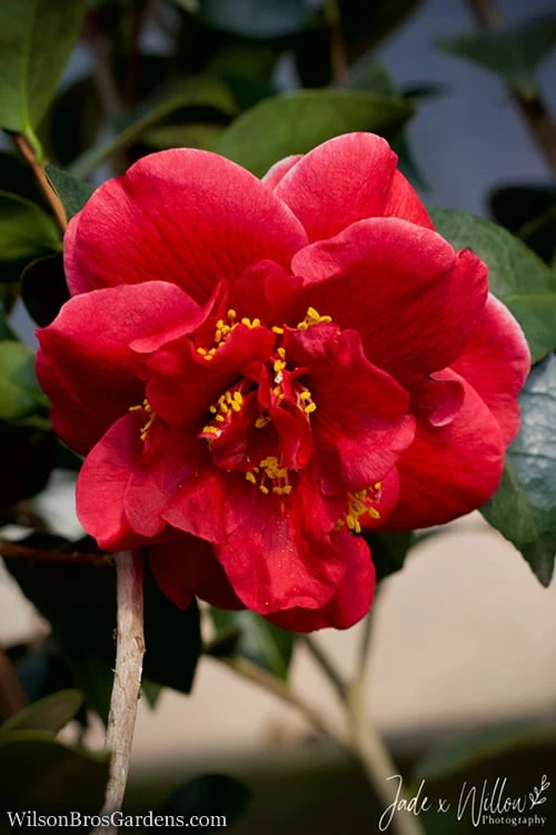 Tama Vino Camellia Japonica - 3 Gallon Pot - Image 7