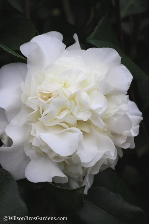 White Debutante Camellia Japonica - 3 Gallon Pot - Image 6