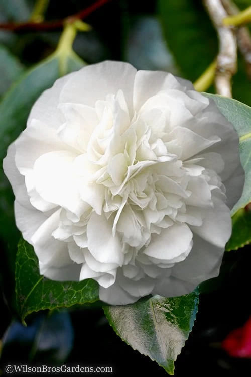 White Debutante Camellia Japonica - 3 Gallon Pot - Image 5