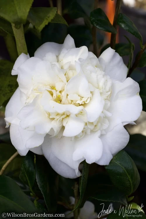White Debutante Camellia Japonica - 3 Gallon Pot - Image 4