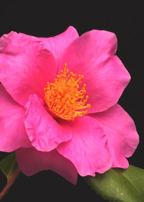 Winter's Fire Cold Hardy Camellia - 3 Gallon Pot - Image 6