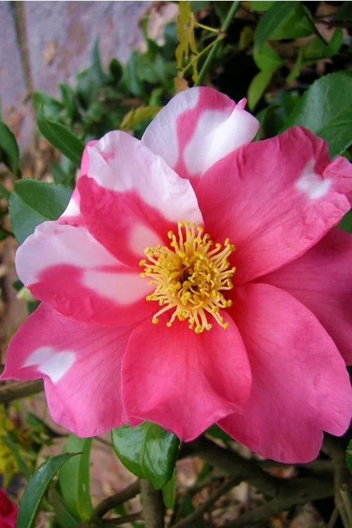 Winter's Fire Cold Hardy Camellia - 1 Gallon Pot - Image 4