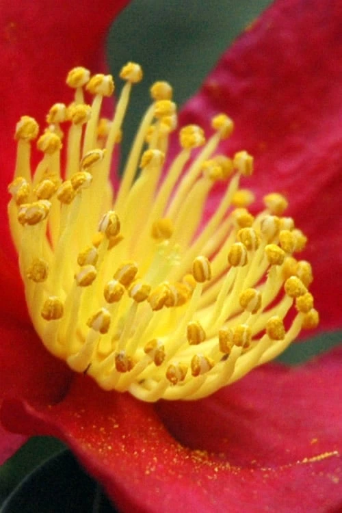 Yuletide Camellia Sasanqua - 6 Pack Of 1 Gallon Pots - Image 5