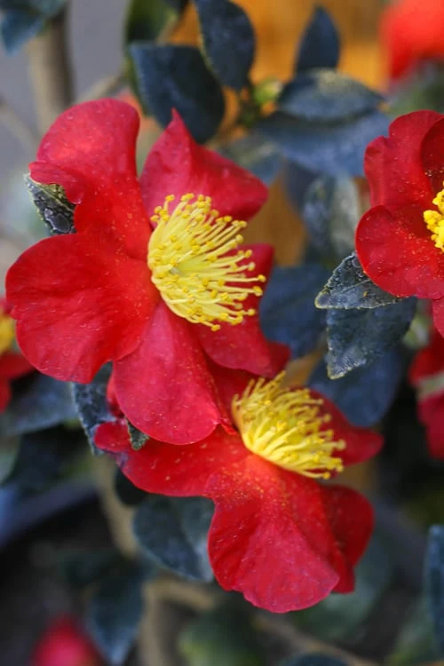 Yuletide Camellia Sasanqua - 6 Pack Of 1 Gallon Pots - Image 4